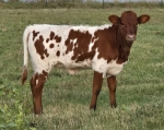 Discover My Heart Heifer - Longhorn Heifers