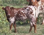 Razzmatazz Heifer - Longhorn Heifers