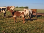 LR Morning Star CP Heifer - Longhorn Heifers