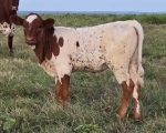 WIC Viola X Perpetua James - Longhorn Heifers