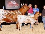 Jubilee heifer - Longhorn Heifers