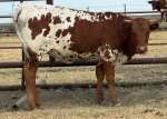 Cutting Edge Lillie CP heifer - Longhorn Heifers