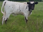 Shadow Queen CP - Longhorn Heifers