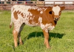 Discovery Delilah CP heifer - Longhorn Heifers