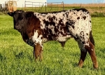 Cisco N Wine CP bull - Longhorn Bulls