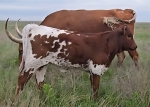 SKH Chrysalis heifer  - Longhorn Heifers