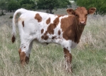 Mustang Sally heifer - Longhorn Heifers