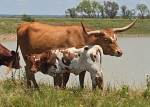 Rev My Magic CP heifer - Longhorn Heifers