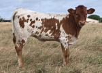 Flying H Maisie May heifer - Longhorn Heifers