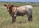 Revolts Lola CP heifer - Longhorn Heifers