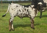Beth Dutton heifer - Longhorn Heifers