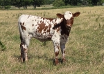 LR Poppy CP - Longhorn Heifers