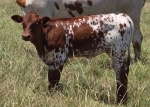 Sunrise Scarlet heifer - Longhorn Heifers