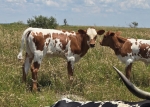 Rev My Boomerang CP heifer - Longhorn Heifers