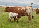 HD Sammys Finale heifer - Longhorn Heifers