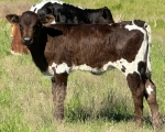 Jolene Nimitzs heifer - Longhorn Heifers