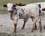 4SF Jolene bull - 