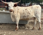 4SF Jolene - Longhorn Cows