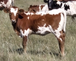 AHL Lil Mama heifer - 