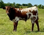 Anchor T Alamo Rose X Annas Nightwatch - Longhorn Bulls