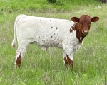 Shindig X Ciscos Hot to Trot heifer - Longhorn Heifers