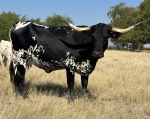 Nobodys Fool - Longhorn Cows