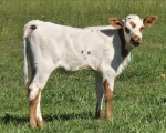 Blue Belle X Que Ball - Longhorn Heifers