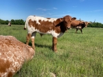 CTSaltyLillieXTLRevolt - Longhorn Steers