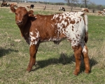 CT Sydney X Shindig - Longhorn Heifers