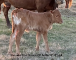 Shalako Can Dance heifer - Longhorn Heifers