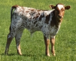 SKHCrysalis X CK Tenbar - Longhorn Bulls