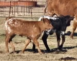 Cisco Baby Doll CP bull - Longhorn Bulls