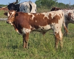 Cisco N Wine CP X Annas Nightwatch - Longhorn Bulls