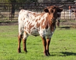 Cutting Edge Driven CP - Longhorn Heifers