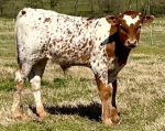 Delilah CP X Tenbar - Longhorn Bulls