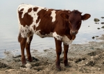 Discover My Heart Heifer - Longhorn Heifers