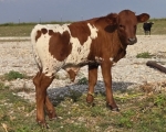 Discovery Melody CP bull - Longhorn Bulls