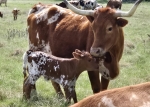 Discovery Missy CP heifer - 
