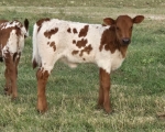 Discovery Valentina C P heifer - Longhorn Heifers
