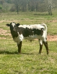 HDDottie X Anna's Nightwatch - Longhorn Bulls