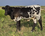Fire Cracker CP Bull - Longhorn Bulls