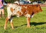 HD Dottie Heifer - Longhorn Heifers