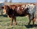 HD Sammys Finale - Longhorn Heifers