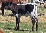 HL Black Betty heifer - 
