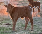 Haywire Beth Dutton bull calf - Longhorn Bulls