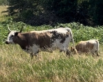 Chaparral Frappucino - Longhorn Cows
