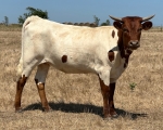 LR Stella Bella CP - Longhorn Cows