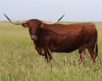 TC3 Mojo Gogo - Longhorn Cows