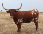 Melo Melo Dee CP - Longhorn Cows