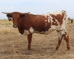 RCC Sweet Redemption - Longhorn Cows